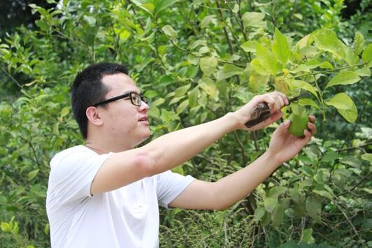 國網樂至縣供電分公司:檸檬飄香玉米黃 騎龍廟村迎來“豐收季”