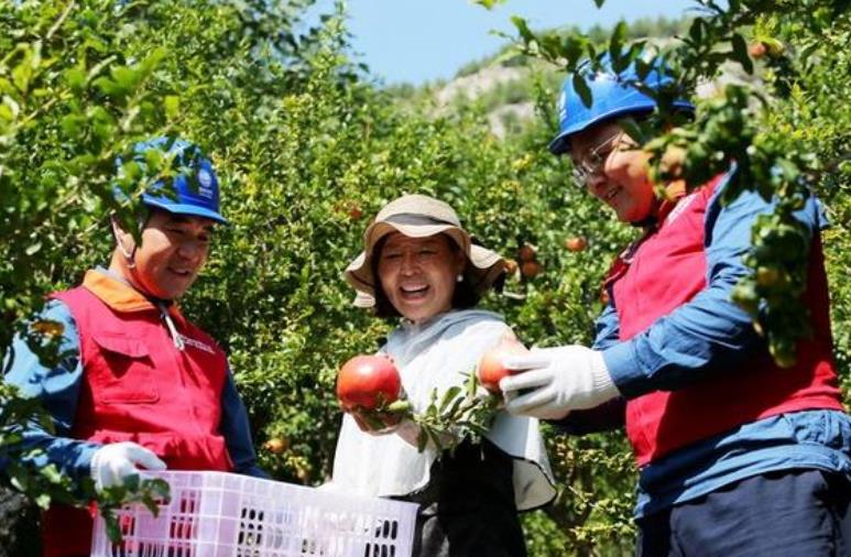 國網棗莊供電公司“村網共建”助推石榴產業紅紅火火